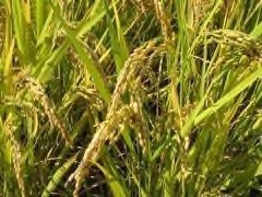 Oryza sativa Rice, Common Rice